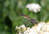 286423 – Photo : Catherine Reymonet-Smitten – France (19)